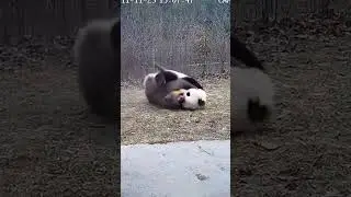 Panda vs Monkey: Unexpected Wild Fight! #animalfight #wildlifebattle #natureclash #animals
