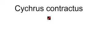 Cychrus Contractus