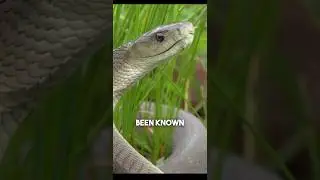 Black Mambas Are Faster Than You Can Run. #BlackMamba #SnakeSpeed #FastestSnake #SnakeLovers  #facts