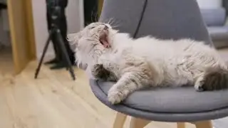 Cat Sitting on Chair | Cat Sitting on Chair video | #Kitty Cats Lovers #shorts