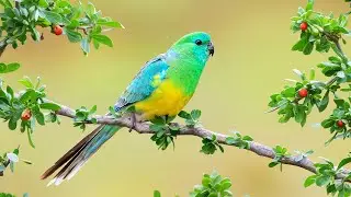 Morning Relaxing Music - Inspiring, Motivational- Positive Feelings and Energy, Stress Relief, Study