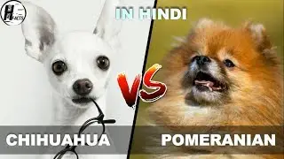 Chihuahua VS Pomeranain | Hindi | COMPARISON | DOG VS DOG | HINGLISH FACTS