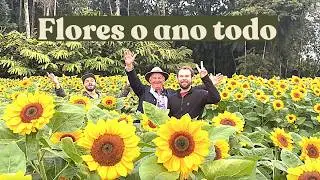 HEMERO Flower Park: Sunflowers and unique flowers all year round