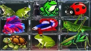 I catching stranger insect in the countryside.i got betta fish,frog,bug,grasshopper
