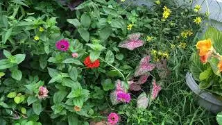 Urban Cottage Garden Mini-Tour 2022 | Fall Season Flow in Catherine's Garden