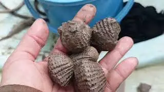 Bữa nay sò to ngon không/bắt sò huyết.