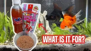Goldfish Care: How to Prevent Fish Constipation
