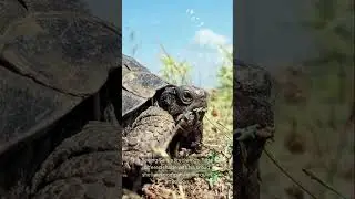 the stork and the tortoise/FOLLOW ME PLEASE, FOR YOU IT IS NOTHING/FOR ME VERY IMPORTANT/APPRICIATE