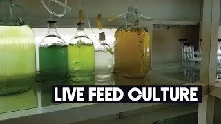 Live Feed Culture for Fish and Mud Crab  Hatchery | Aquaculture Technology