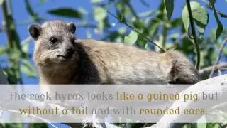 18 Amazing Facts You Should Know About Rock Hyrax