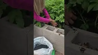 Growing POTATOES (time lapse) #shorts