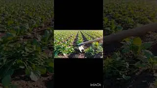 A farmer removing weed from field #3danimation #3dmodeling #ai #3dcompositing #cartoon #animation