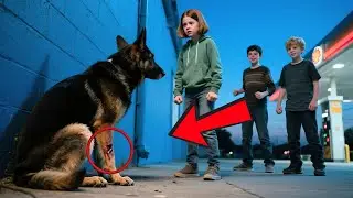 German Shepherd Was Cornered by Angry Crowd&mdash;What the Little Girl Did Next Moved Everyone to Tears