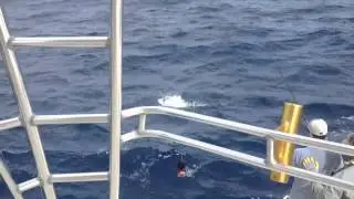12 27 13 Robert Abell releases a nice sail fish