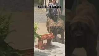 💙👀English Mastiff siblings encounter unidentified object. biggest dogs in the world #viral  #shorts