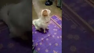 VIGILANT DOG😁🐕#shorts #funnydogs
