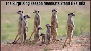 Why Meerkats Take Turns Risking Their Lives
