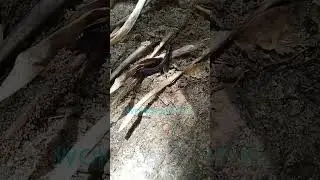 Ommatoiulus moreleti/ Portuguese millipede