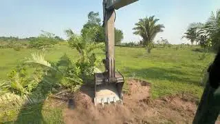 Destoca de pastagem com escavadeira hidráulica 