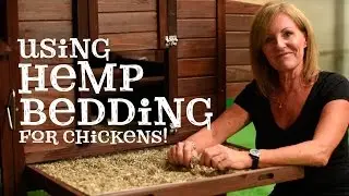 Using Hemp Bedding for Happy Chickens