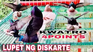 EP162 - KWATRO 4POINTS LUPET NG DISKARTE