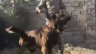 ✔️aggressive Sarabi dog | Iranian mastiff