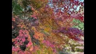 ダムと紅葉🍁Dam and autumn leaves🛫Rekon5🦕HGLRC