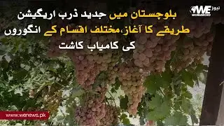 Revolution in Balochistan Agriculture &ndash; Drip Irrigation & Grape Success Story
