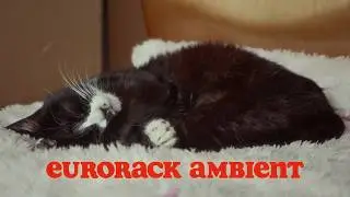Generative Modular Ambient | Session One | Cat Nap