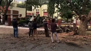 Safe tree cutting in urban area