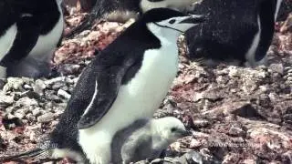 Chinstrap Penguin and chick SF1799