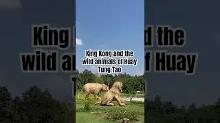 King Kong Straw Statues at Huay Tung Tao