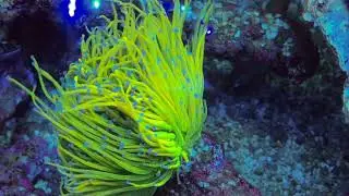 Og holy grail torch coral