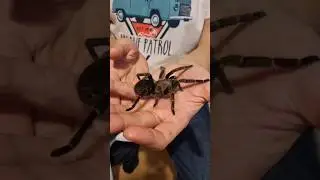 Ten pająk jest jak maskotka, moja samiczka Pseudhapalopus sp. langhaar 🙂