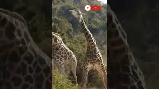 Male Giraffes are More Aggressive During The Mating Season. #shorts