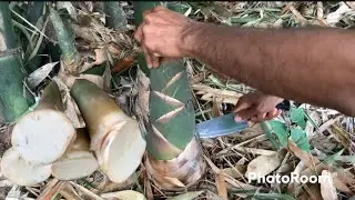 Iron Bamboo shoot harvesting @Agribuzz