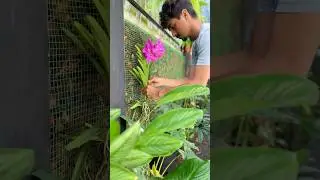Orchid wall 🌿 #ytshorts #gardenideas