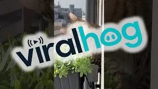 Surveillance Cat || ViralHog