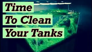 Schedule to Clean your Aquariums