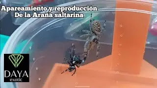 Mating and reproduction of the jumping spider 🕷️ #jumpingspiders