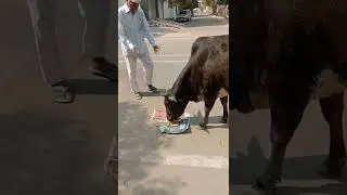 stray cow being fed by senior citizen#india#shorts#shortsfeed#youtubeshorts#