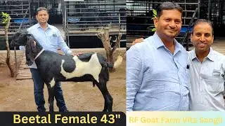 बीटल बकरी की टॉप नस्ल | RF Goat Farm Vita Sangli