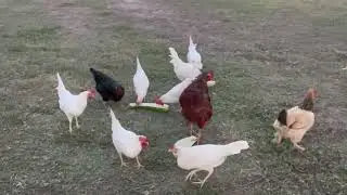 Slow life south Texas 