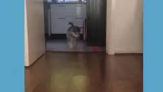 Alaskan malamute puppy growth 8 -17 weeks