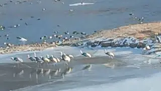 철원 두루미