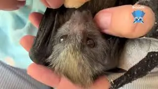Baby flying-fox has her first fruit:  this is Hungry Hippo