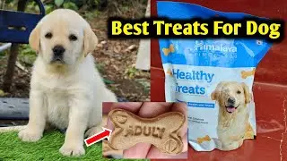 Best Treats For Dogs | Dog Treats | Pet care kannada