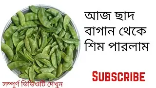 আজ ছাদ বাগান থেকে অনেক শিম পারলাম#foryou#thebean#sim#viralvideo#like#comment#subscribe#share#trend