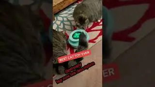New 😼 High-Tech Gadgets For Your Cat and Dog 🐕&zwj;🦺 Gadgets for pets-PetTechnology🦮 @petsuply 😼 #shorts