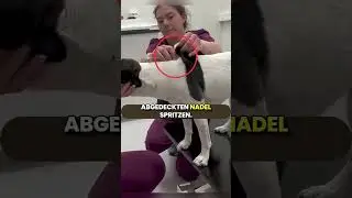 Dieser Tierarzt hat eine besondere Methode f&uuml;r Hunde die Angst vor Spritzen haben